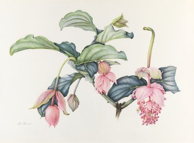 Medinilla magnifica by Margaret Ann Eden